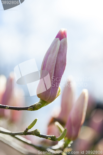 Image of Flowering pink magnolia