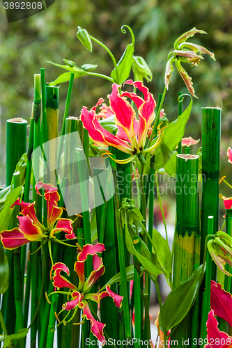 Image of Flowering bamboo plant