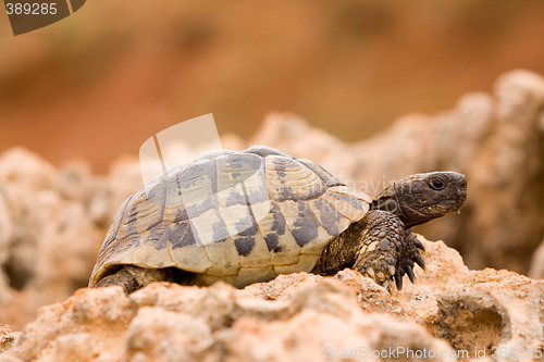 Image of turtle on a rock