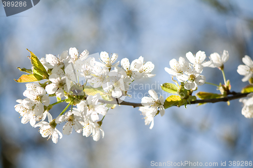 Image of spring blossoms