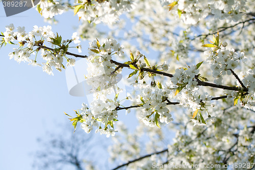 Image of spring blossoms