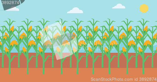 Image of Background of corn field.