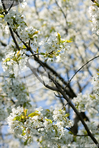 Image of spring blossoms