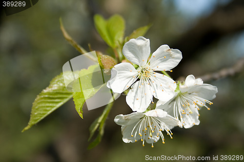 Image of spring blossoms