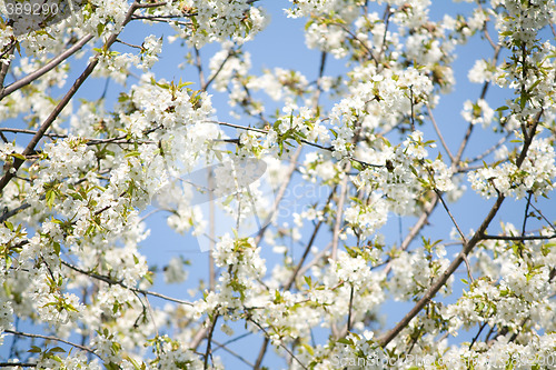 Image of spring blossoms