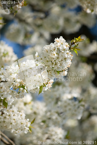 Image of spring blossoms