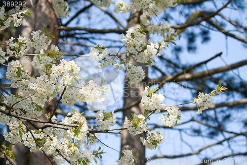 Image of spring blossoms