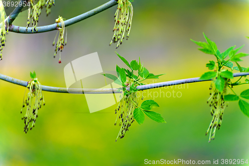 Image of Maple American