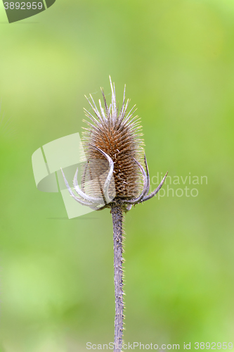 Image of  Teasel (Dipsacus fullonum)