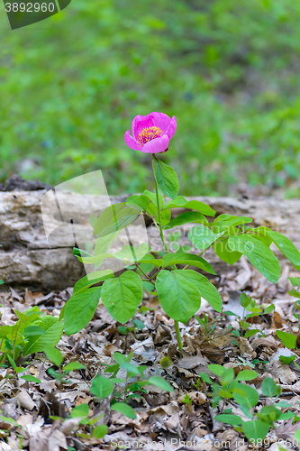 Image of Woodland Peony flower