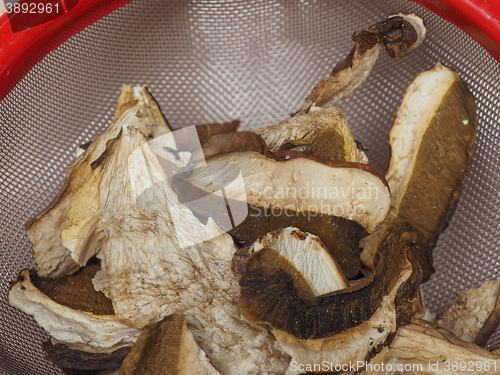 Image of Porcini mushroom detail