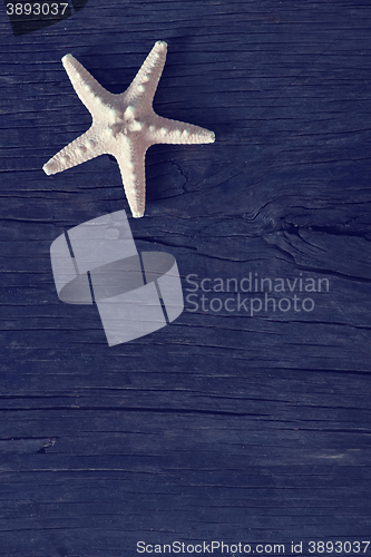 Image of starfish