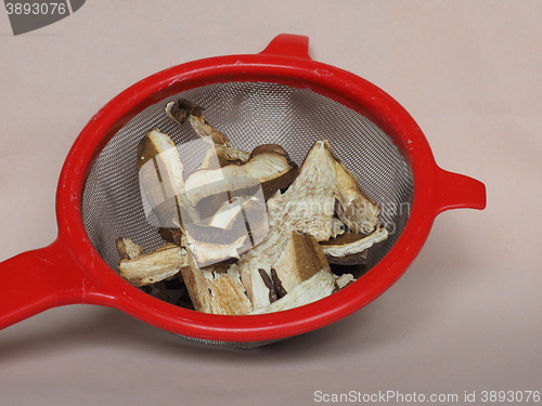 Image of Porcini mushroom in colander