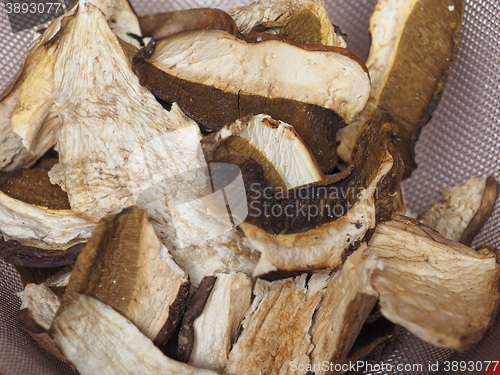 Image of Porcini mushroom detail