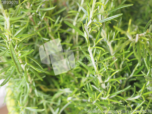 Image of Green Rosemary plant