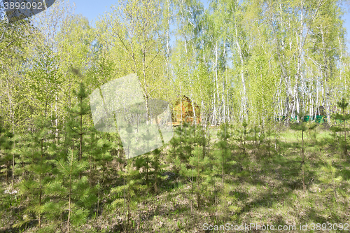 Image of house in forest