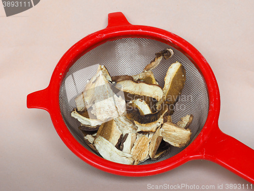 Image of Porcini mushroom in colander