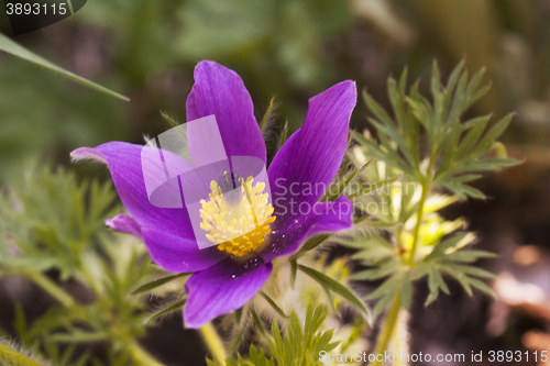 Image of pulsatilla vulgaris