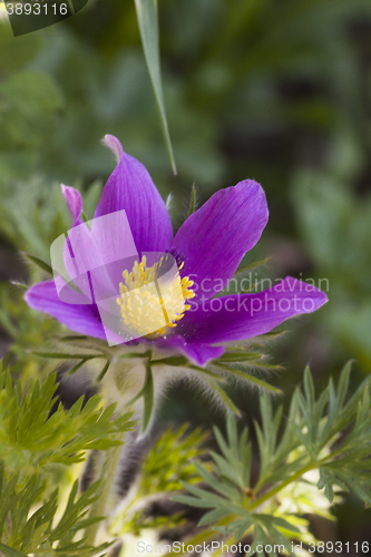 Image of pasqueflower