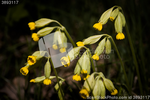 Image of 