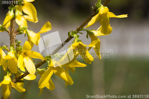 Image of forsythia