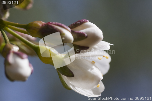 Image of cherryblossom