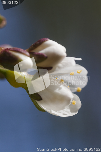 Image of cherryblossom