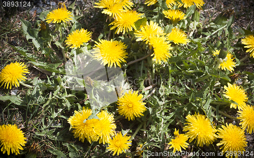 Image of dandelions