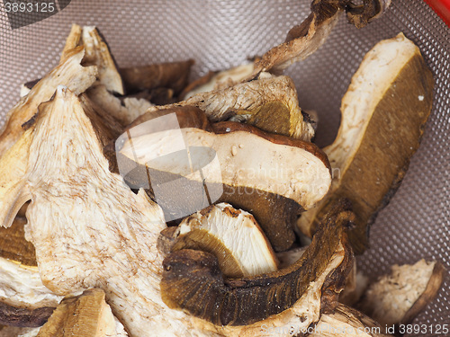 Image of Porcini mushroom detail