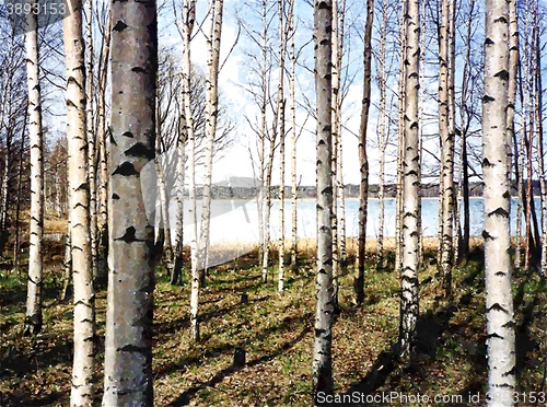 Image of Birch trees in Finland