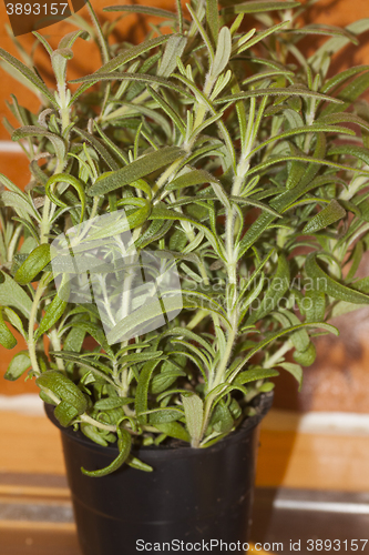 Image of rosemary in a pot