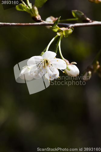 Image of cherry blossom