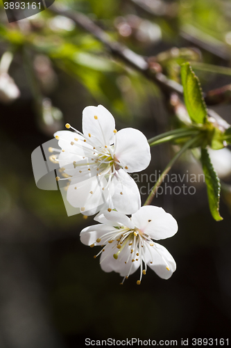 Image of cherry blossom