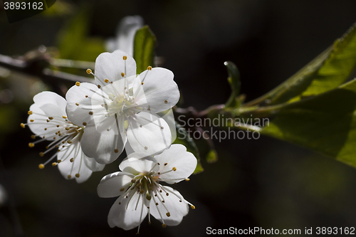 Image of cherry blossom