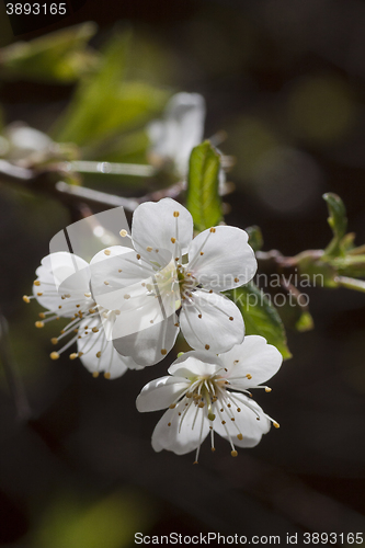 Image of cherry blossom