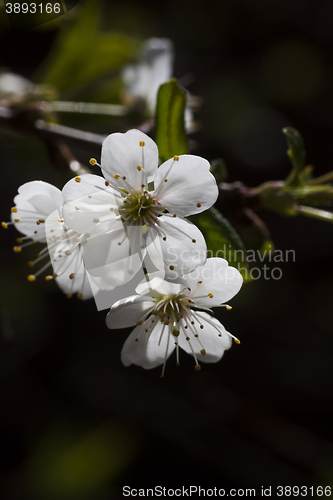 Image of cherry blossoms