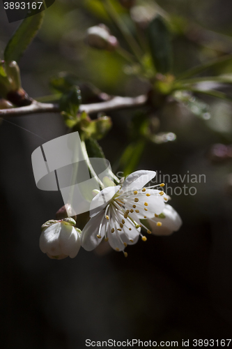 Image of cherry blossoms