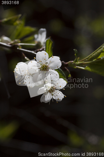 Image of cherry blossom