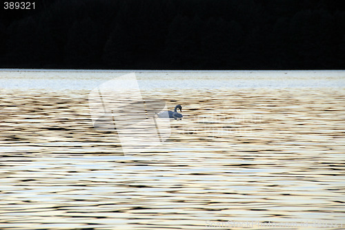 Image of swan