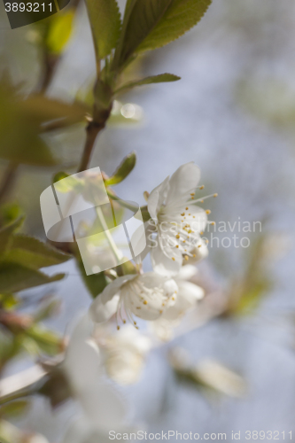 Image of cherry blossom