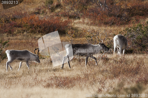 Image of raindeers