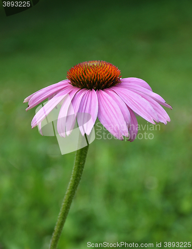 Image of Purple coneflower