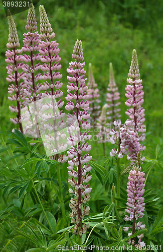 Image of Background lupine