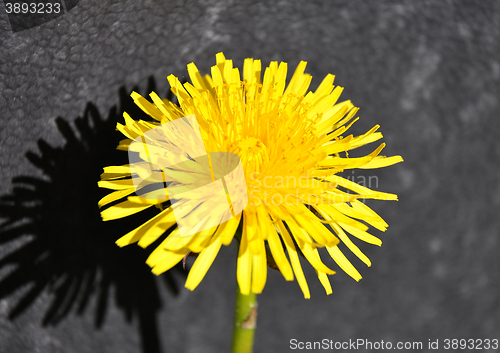 Image of Dandelion bloom