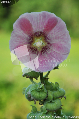 Image of Common Hollyhock