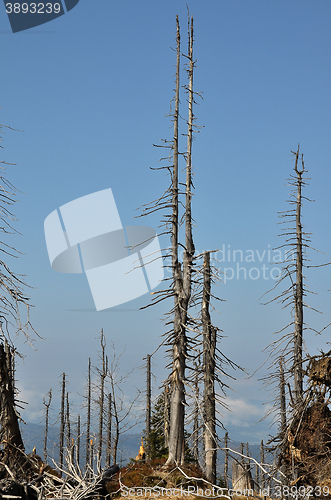 Image of Bark beetle region at mount Rachel