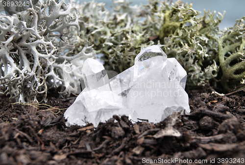 Image of Rock crystal on forest floor