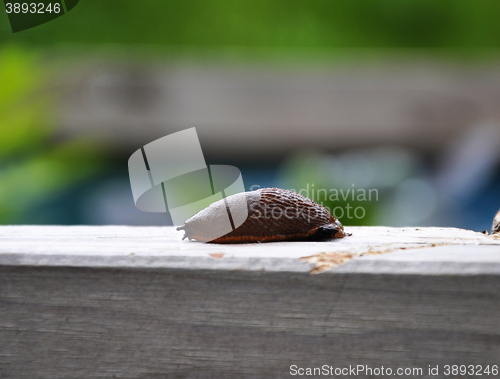 Image of Slug on plank