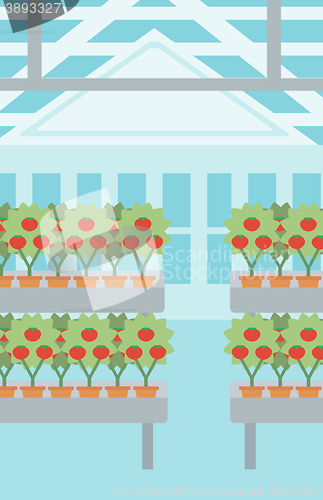 Image of Background of tomatoes in the greenhouse.