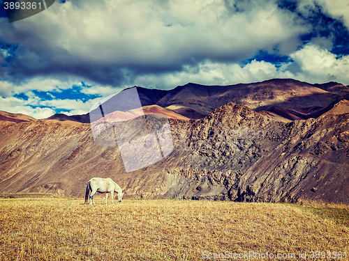 Image of Horse grazing in Himalayas